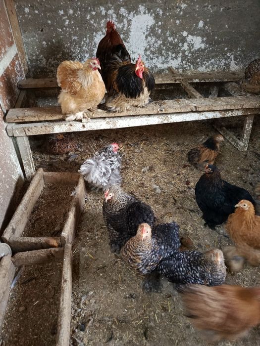 Кохен карлик зотли товук тухумлари сотилади