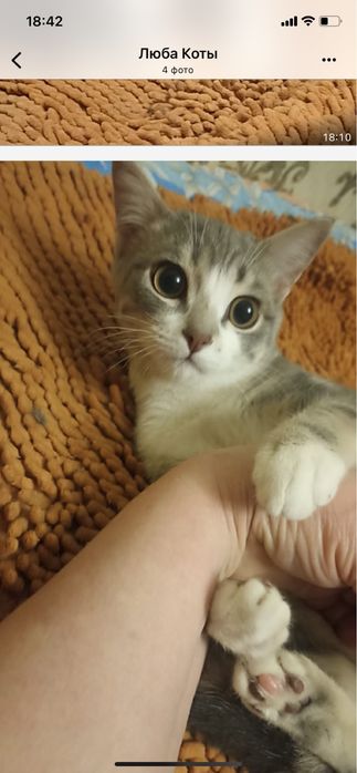 Котик,4мес. В добрые руки