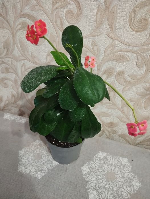 Продам Молочай Миля не дорого