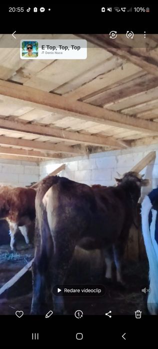 vând vaci și taurasi