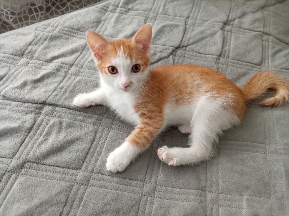 Отдам котёнка мальчик