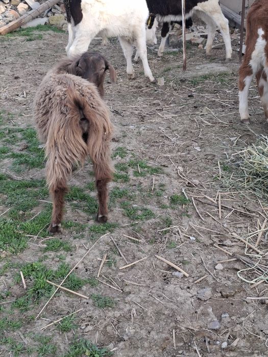 Сатылады Текелер