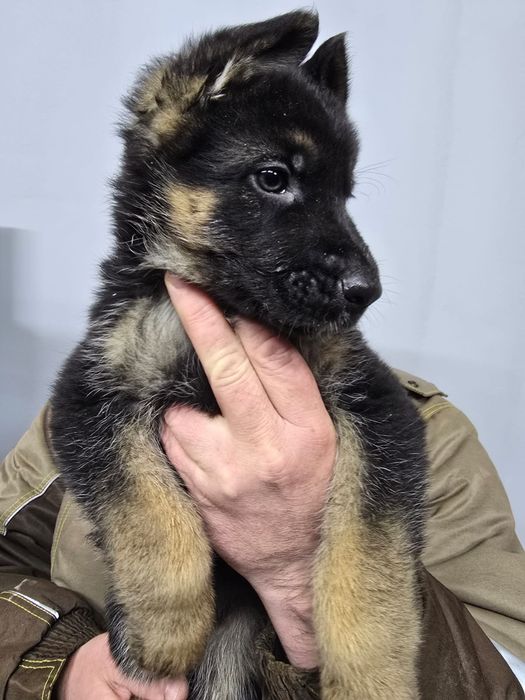 Прожам щенков немецкой овчарки