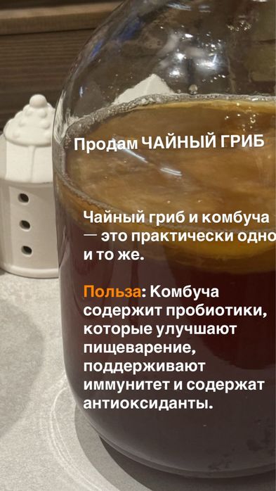 Чайный гриб ( Комбуча пробиотик )