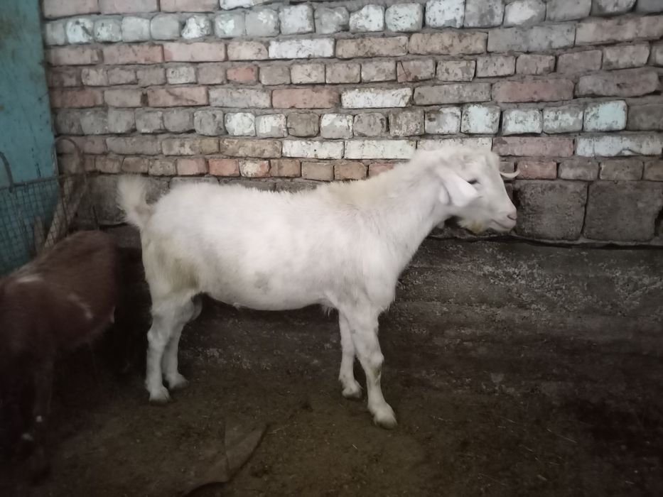 Тоза зотли така зудлик билан сотилади