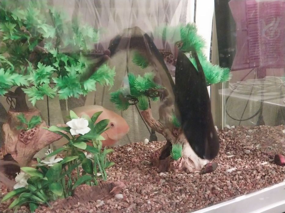 Продаю Аквариум SAE STAR с тумбой, 250 литроов, Китай.