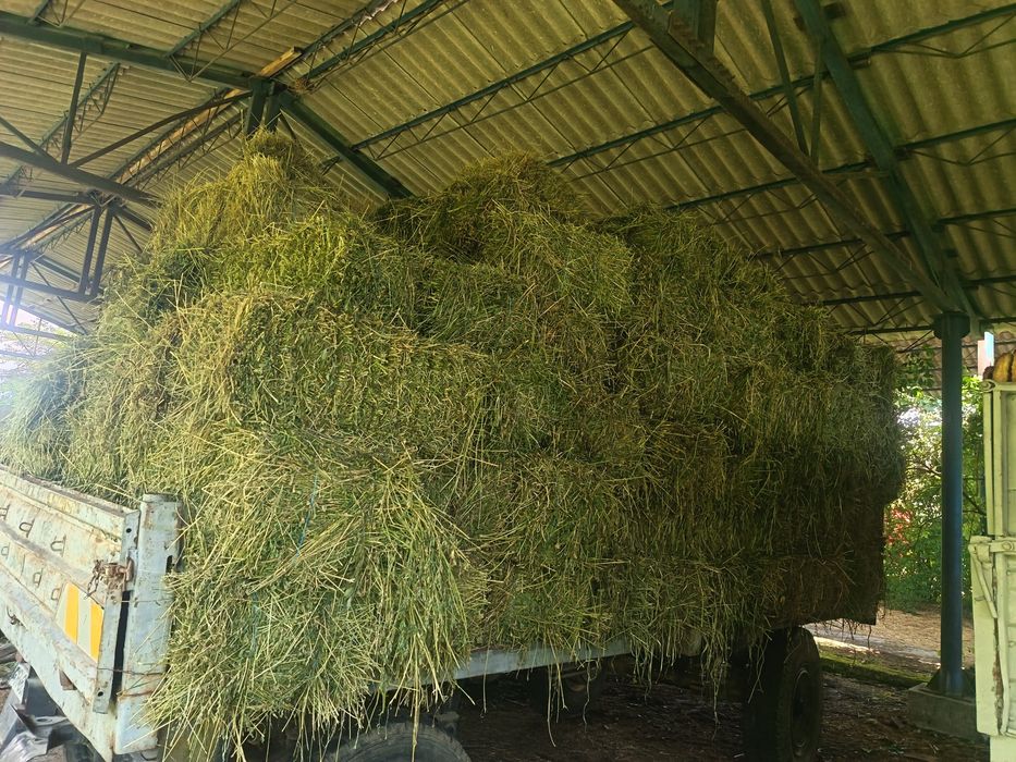 Vând baloți lucernă