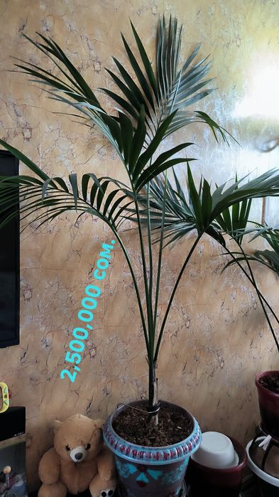 Пальмы, цветы,различные растения.