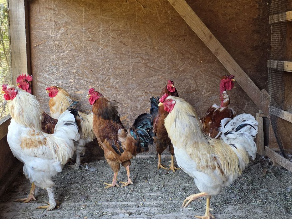 Cocosi tineri, de casa