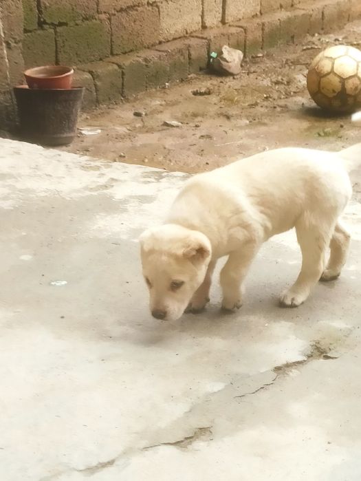 Alabay toza qon 2 ta