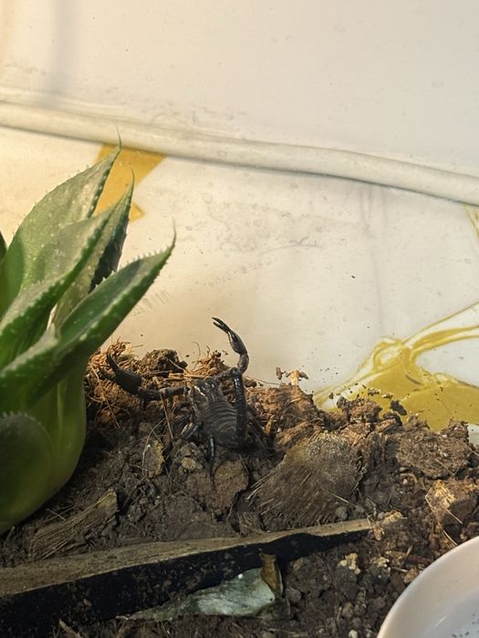 Scorpion Heterometrus
