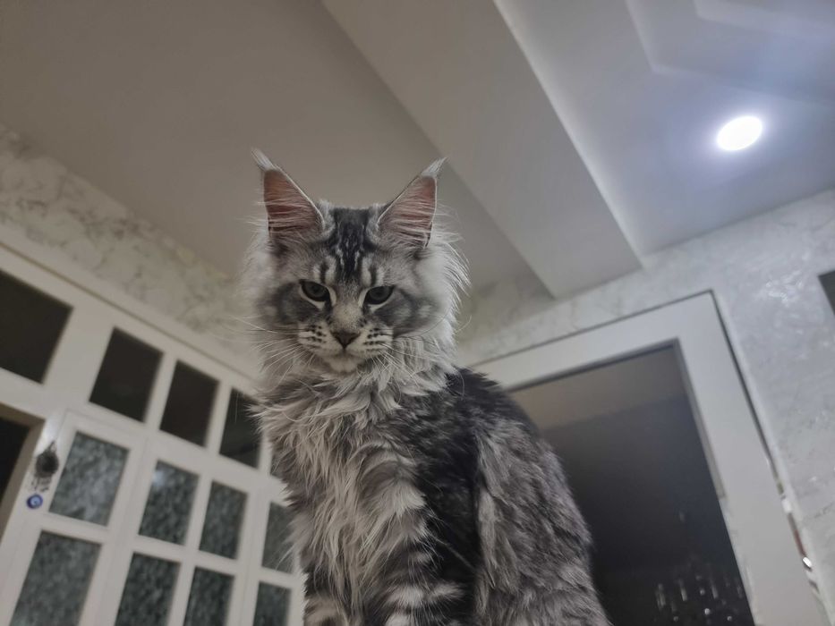 Мейн кун кошка продается