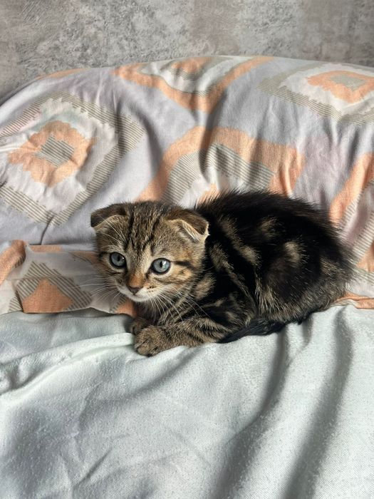 Котенок шотландский вислоухая
[08.05, 2
