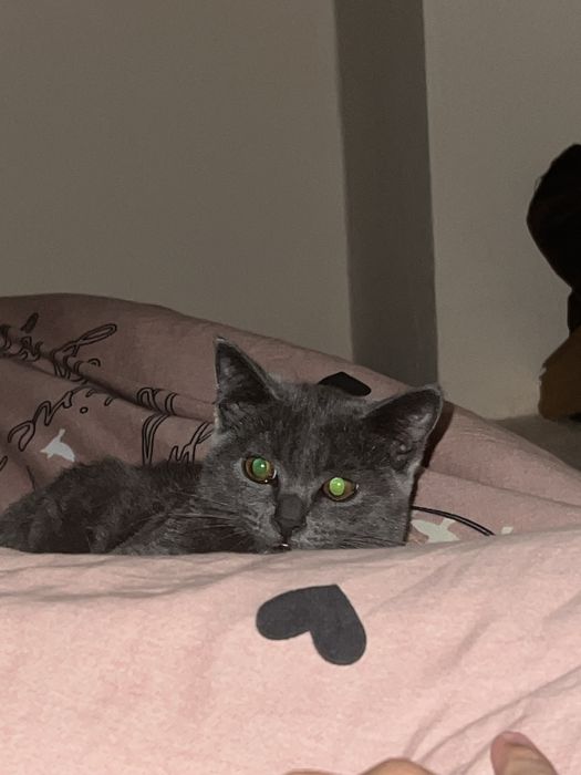 Mushuk Sotiladi. Продаеться Кот.