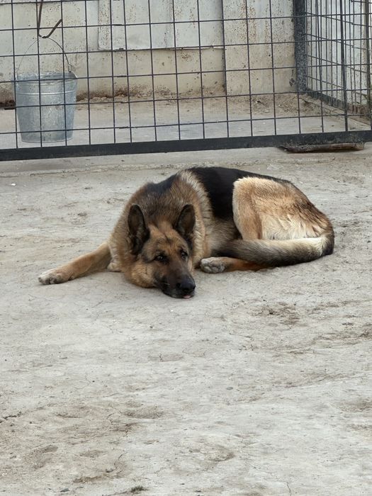 Собака кобель немецкая 1