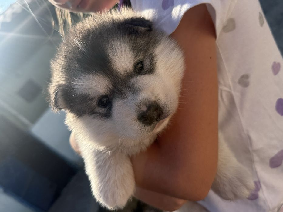 Cățelușă Husky Siberian – 6 săptămâni