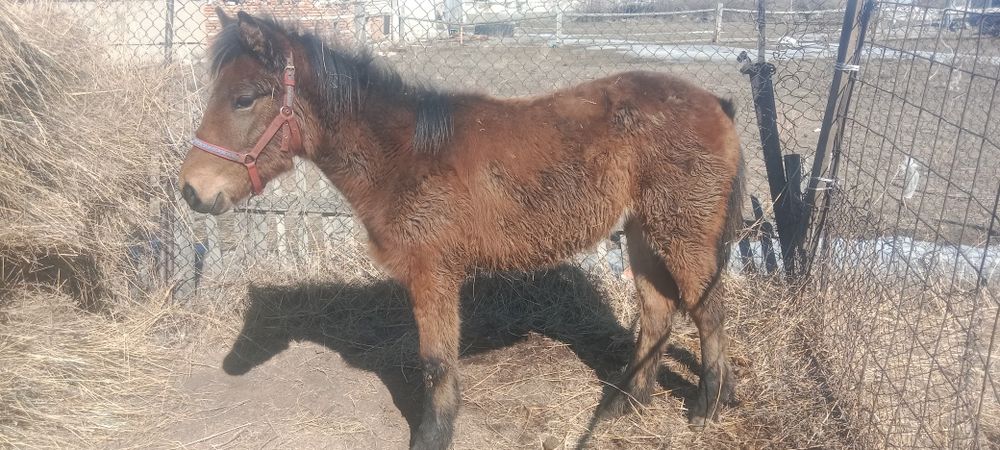 Тай сатамын, ұрғашы