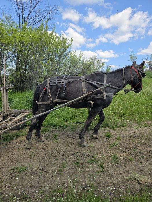 Cal de vanzare     .