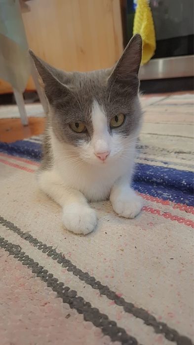 Отдам котят в добрые руки.