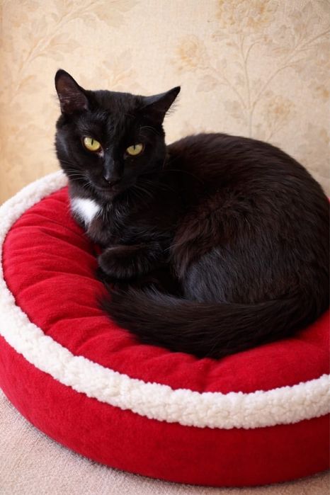 Кошечка и кот ищут добрые ручки