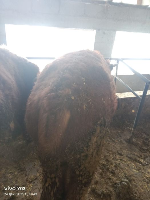 бычки полтора года