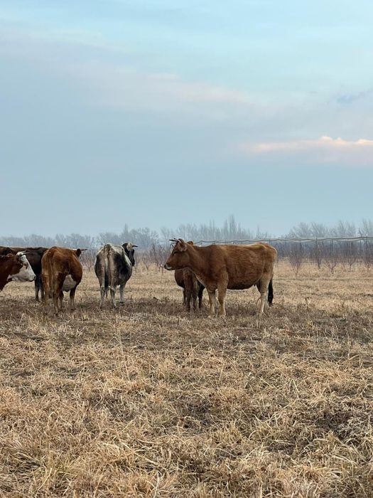 Быки телята скот