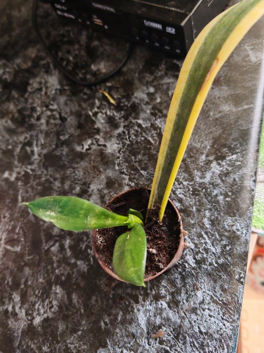 Цветок щучий хвост