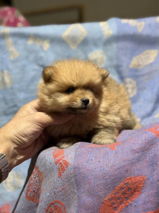 Продается щенки померанский шпиц
