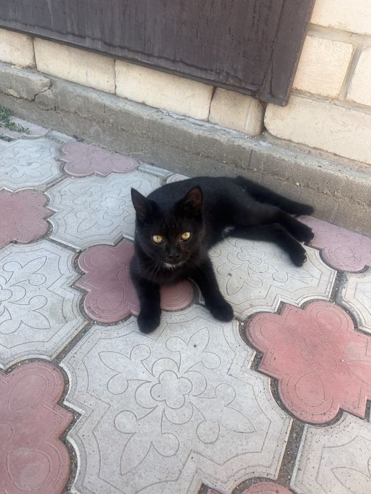 Отдам двух котят даром!,  мальчик и девочка