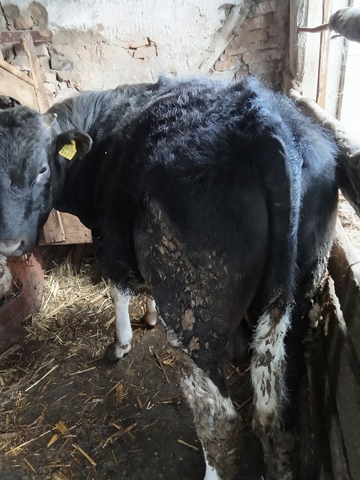 Taur și vițea de vânzare