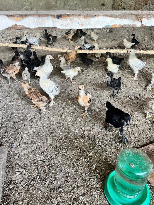 Продам цыплят разные породы