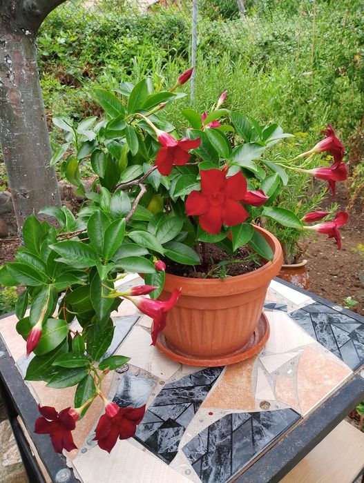 Стайни цветя, коренчета розмарин