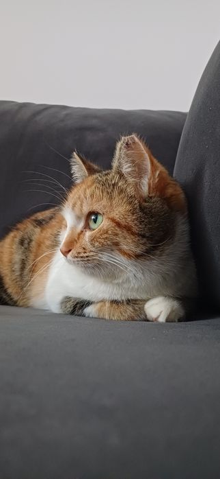 Adopție responsabilă – Ciocârlica își caută ACASĂ