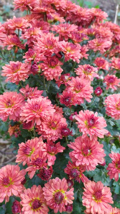 Рассада ромашки крупной