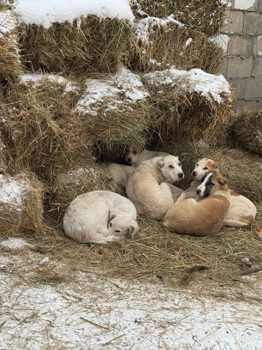 Продам щенков породистых