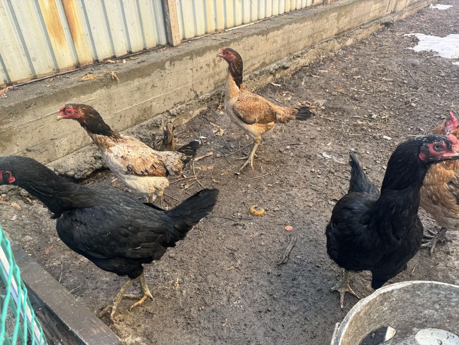 Дакан тауықтар.