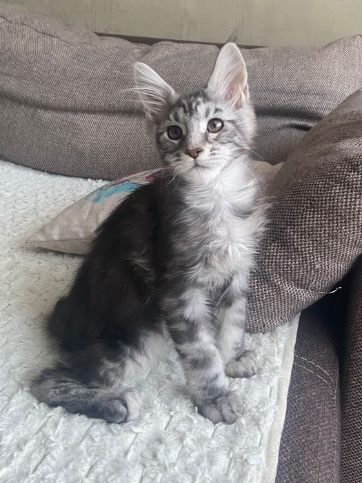 Мейн-кун девочка