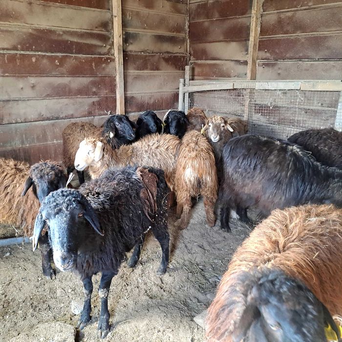 Продажа овец   или обмен на КРС ,