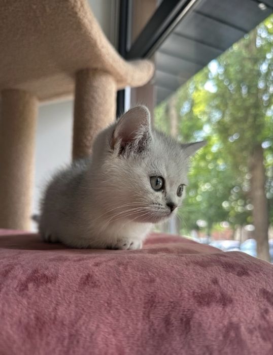 Котенок шиншилла