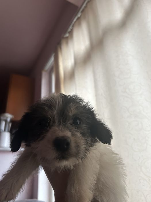 Donez catei de talie mica