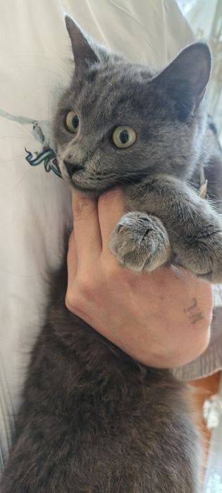 Кошечка 6 ойли ранги дымчатый