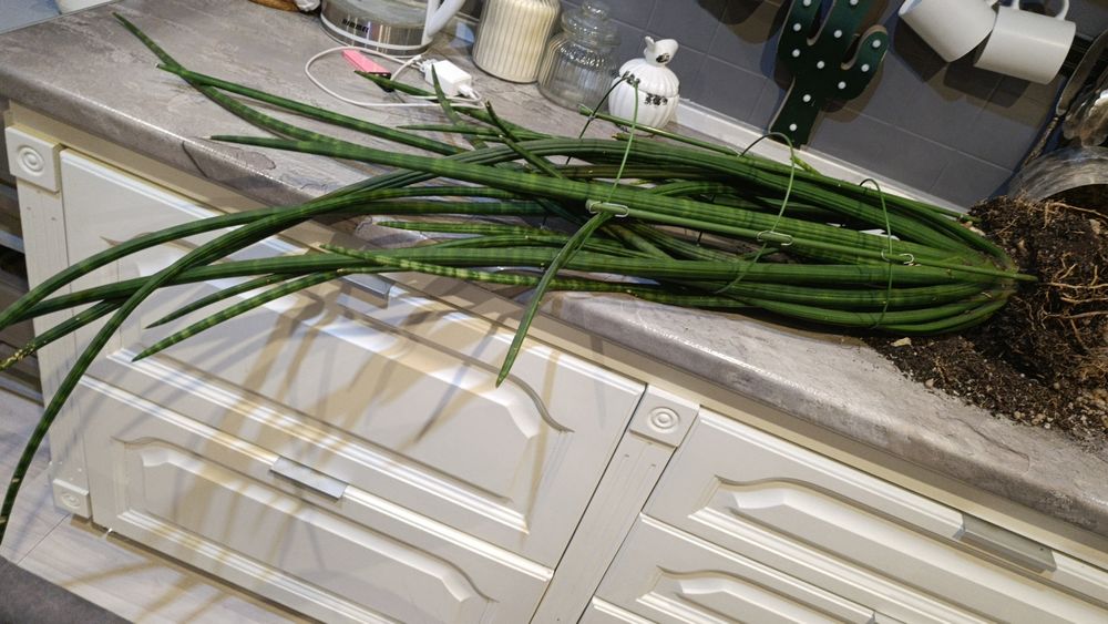 Сансивиерия гиганта и мини