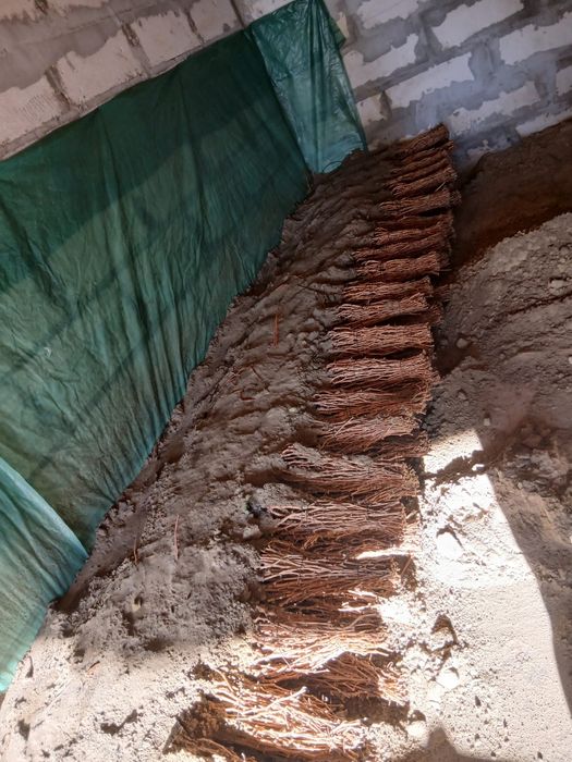 Vând butași vita de vie altoita