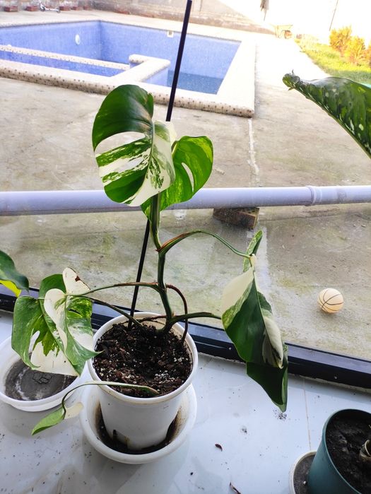 Альба монстера украсит ваш интерьер своей необыкновенной окраской