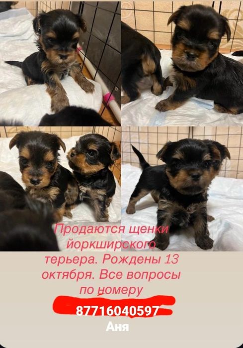 Щенки йокширский терьер
