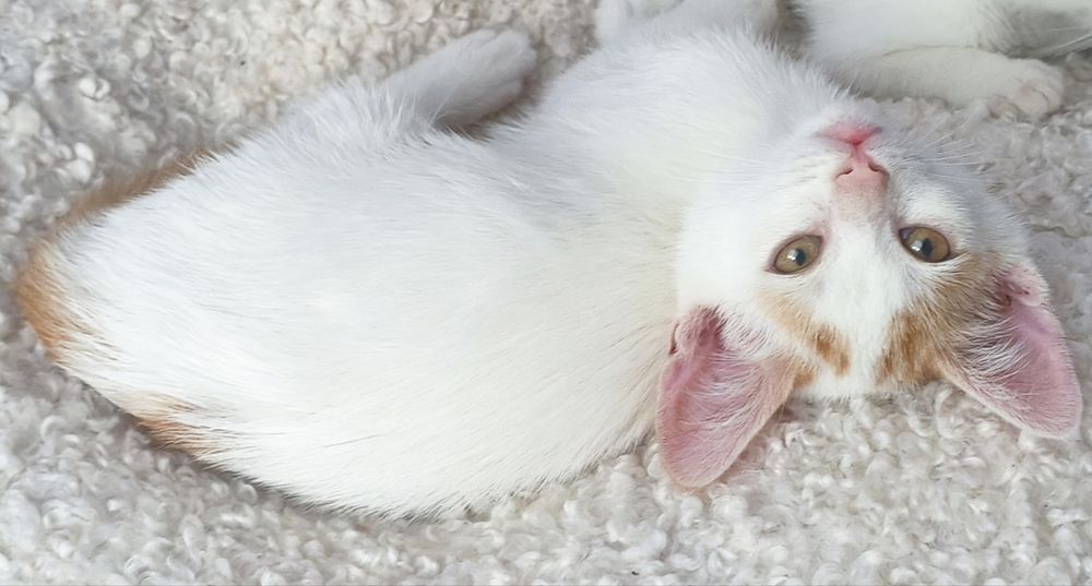 Красиво мъжко котенце
