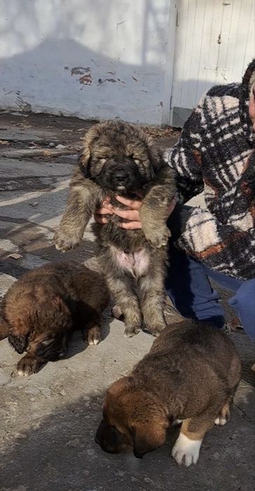 Щенки кавказской овчарки