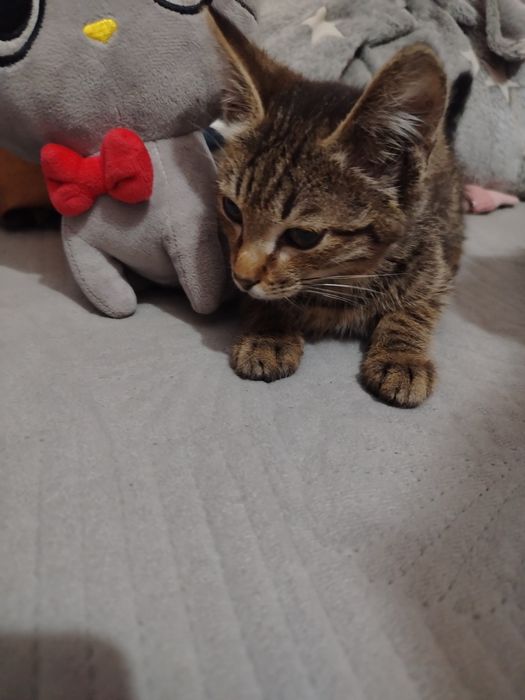 Отдам котёнка в добрые руки,