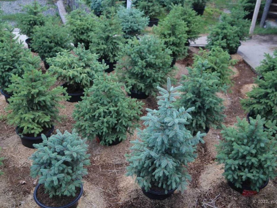 Саженцы сеянцы ель голубая ёлка сосна кедр берёза липа дуб