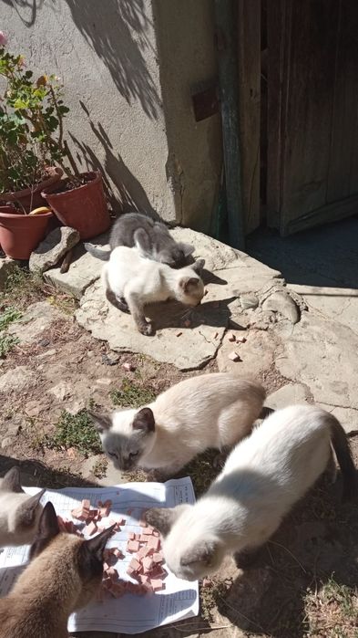Donez pisicuțe mici